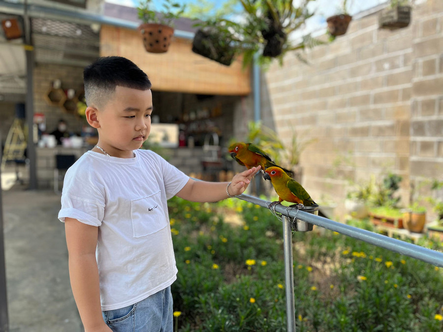 Những con vẹt với bộ lông nhiều màu sắc, lại thân thiện ở quán Bonsai Kafe thu hút các em nhỏ đến vui chơi. Ảnh: Phương Vi Những con vẹt với bộ lông nhiều màu sắc, lại thân thiện ở quán Bonsai Kafe khá thu hút các em nhỏ đến vui chơi. Ảnh: Phương Vi