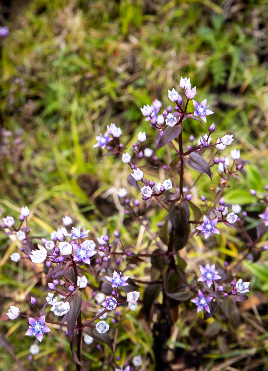 Vẻ mộc mạc, mong manh của hoa chi pâu. Ảnh: Nguyễn Anh Chiêm