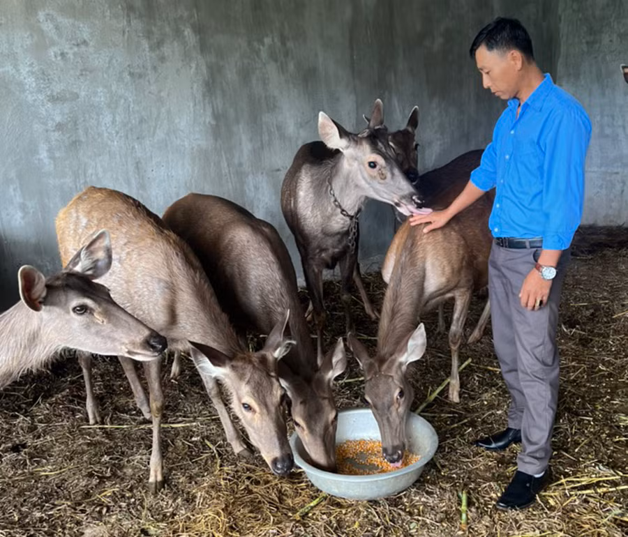 Ông Nguyễn Văn Thuận (làng Xom Pốt, xã Ia Pia, huyện Chư Prông) chăm sóc đàn nai của gia đình. Ảnh: Nguyễn Diệp