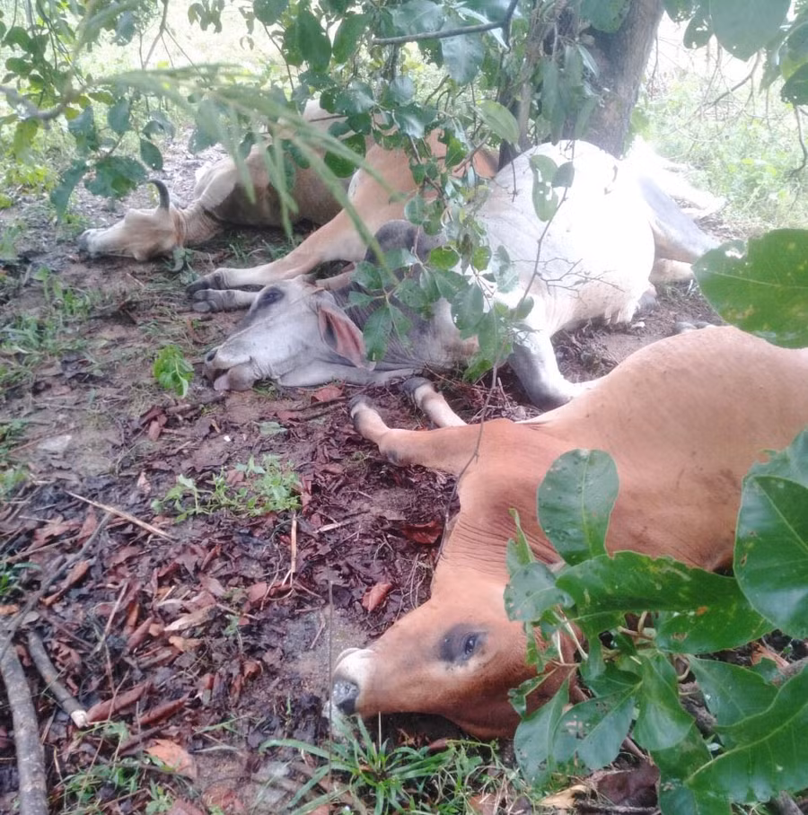 Hình ảnh bò nhà ông Phạm Văn Thất - ở thôn 2 xã Đăk Smar, huyện Kbang bị sét đánh chết. Ảnh: Hữu Nở