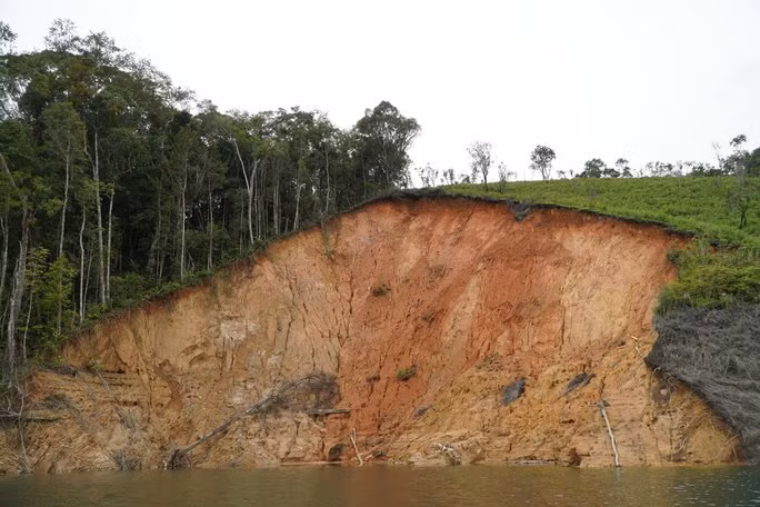 Nhiều cây gỗ lớn cũng bị chết