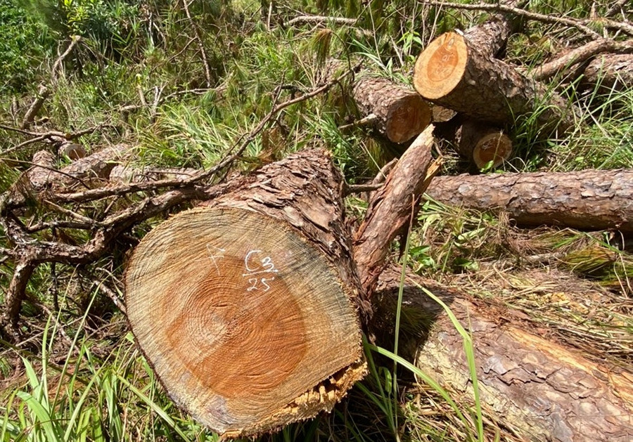 Cây thông bị cưa hạ nằm ngổn ngang ở hiện trường. Ảnh: A.T