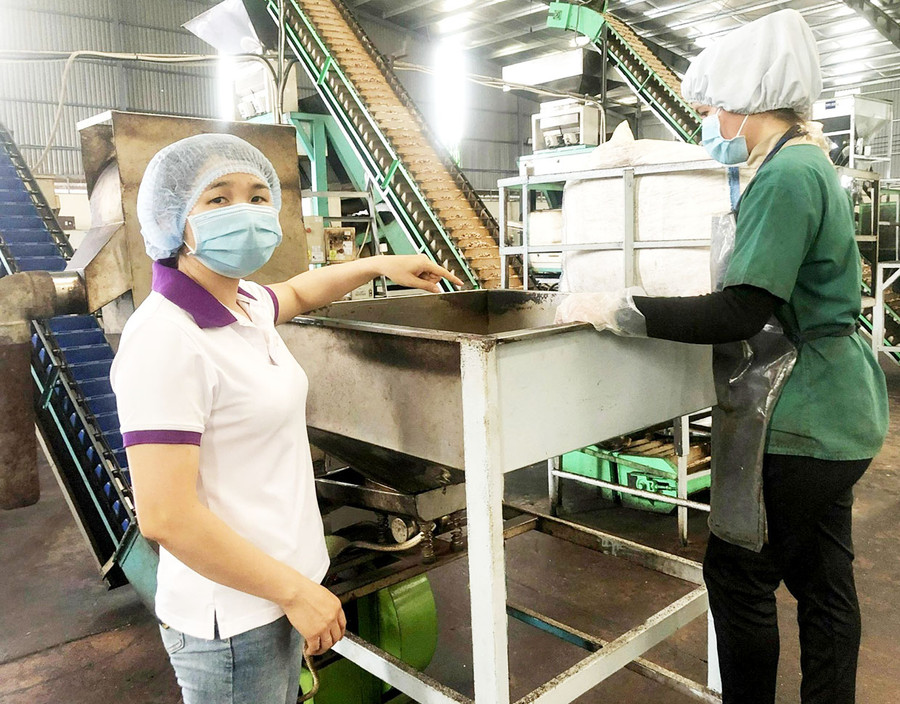 Công nhân làm việc tại Chi nhánh Công ty TNHH Olam tỉnh Gia Lai. Ảnh: Đinh Yến Công nhân làm việc tại Chi nhánh Công ty TNHH Olam tỉnh Gia Lai. Ảnh: Đinh Yến