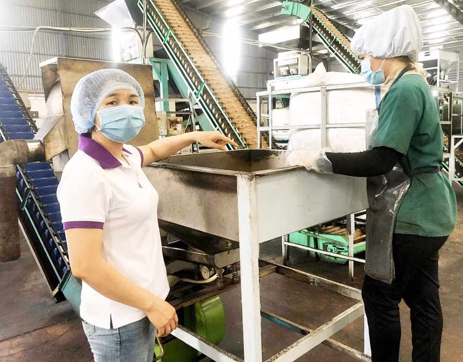  Công nhân làm việc tại Chi nhánh Công ty TNHH Olam tỉnh Gia Lai. Ảnh: Đinh Yến