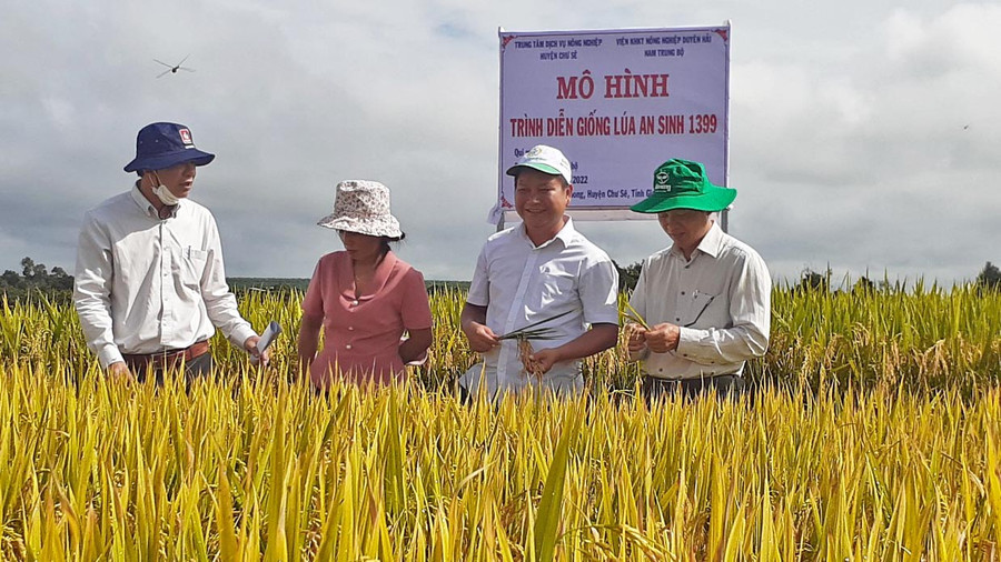 Lãnh đạo huyện Chư Sê và cán bộ Viện khoa học kỹ thuật Duyên hải Nam trung bộ kiểm tra chất lượng giống lúa AN SINH 1399 tại cánh đồng làng Amo. Ảnh: Hoàng Viên