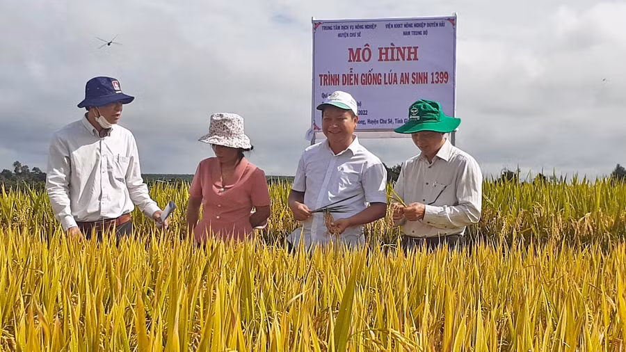 Lãnh đạo huyện Chư Sê và cán bộ Viện khoa học kỹ thuật Duyên hải Nam trung bộ kiểm tra chất lượng giống lúa AN SINH 1399 tại cánh đồng làng Amo. Ảnh: Hoàng Viên