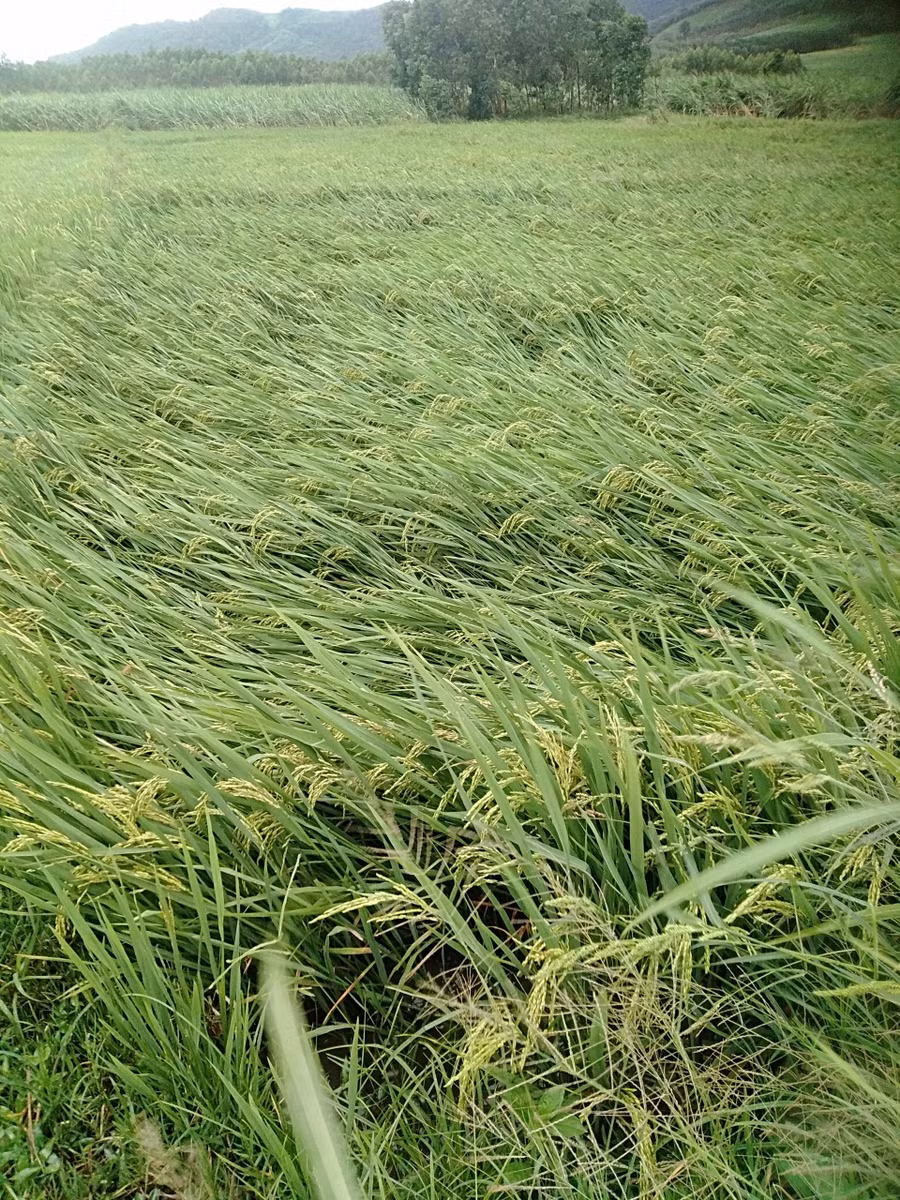 Một số diện tích lúa ở huyện Chư Sê bị đổ rạp. Ảnh Quang Tấn