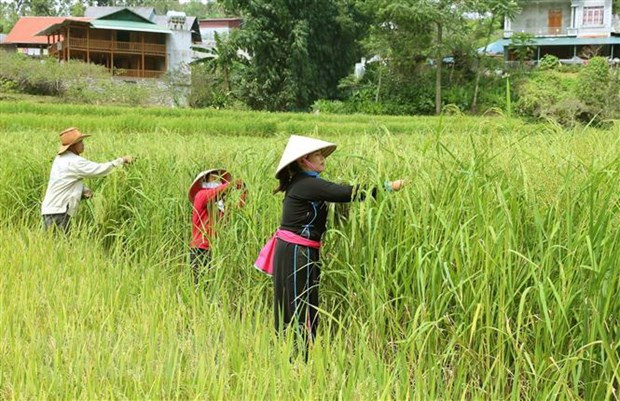 Bà con dân tộc thôn Na la, xã Tà Chải, Bắc Hà thu hoạch lúa. (Ảnh: Quốc Khánh/TTXVN)