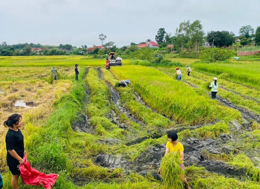 Người dân gấp rút thu hoạch lúa trên cánh đồng Đê Ba (xã Tơ Tung, huyện Kbang) trước khi bão số 4 đổ bộ. Ảnh: Ngọc Minh
