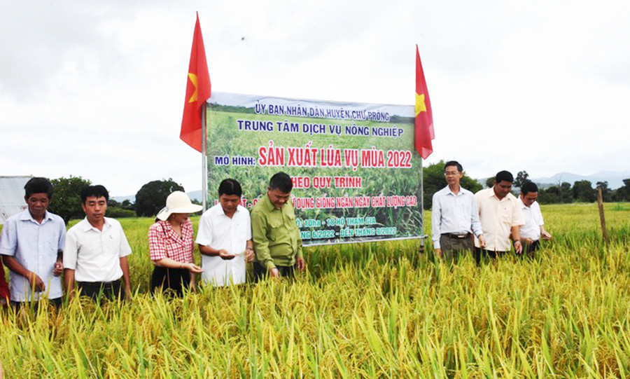 Lãnh đạo huyện Chư Prông và nông dân kiểm tra mô hình trồng lúa. Ảnh: Vĩnh Hoàng