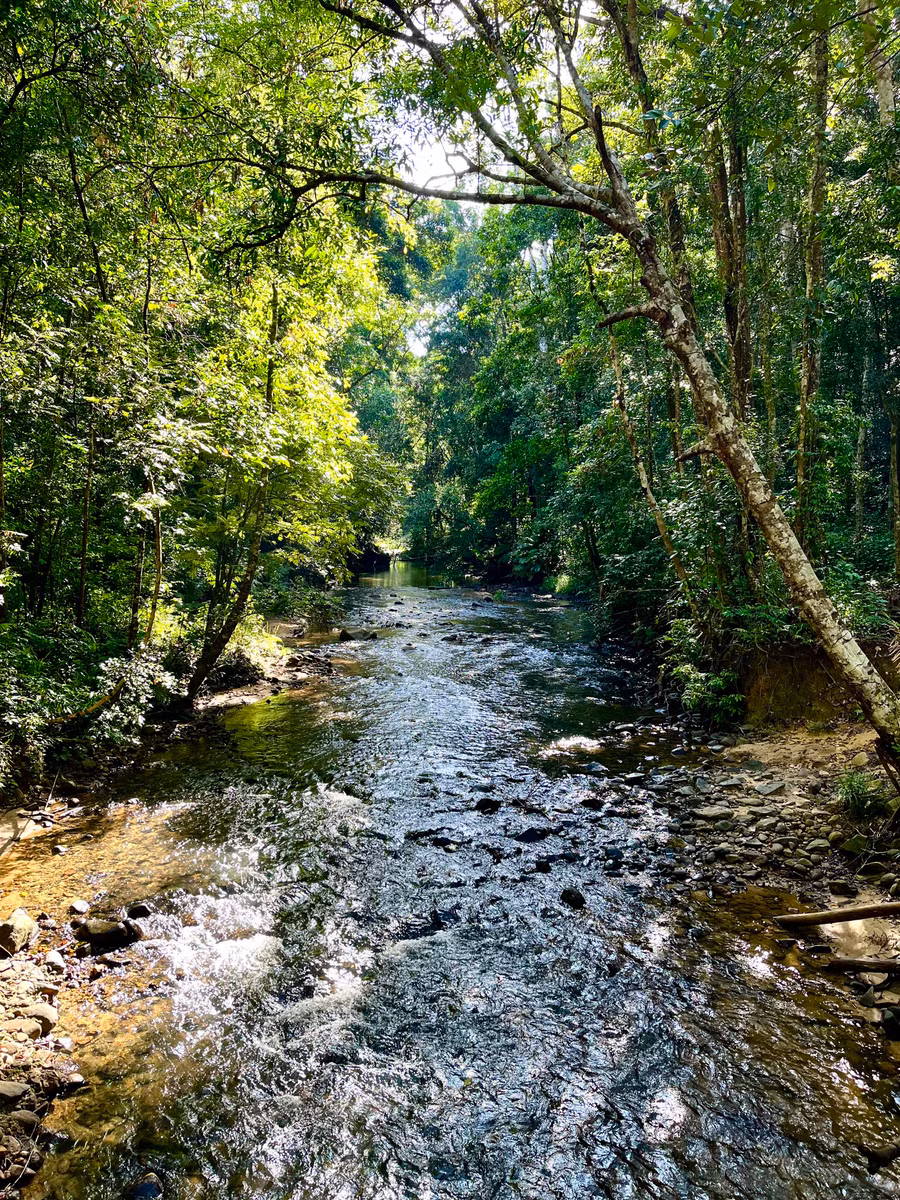 Trên đường vào thác 50, du khách sẽ đi qua những con suối trong vắt, len lỏi dưới cánh rừng. Ảnh: Phương Vi