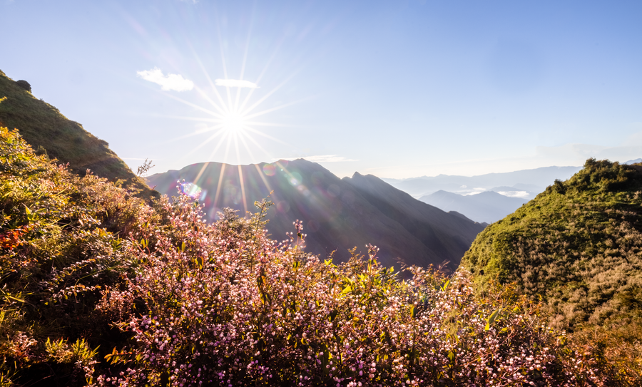 Hoa chi pâu tím lịm dưới nắng mặt trời. Ảnh: Nguyễn Anh Chiêm