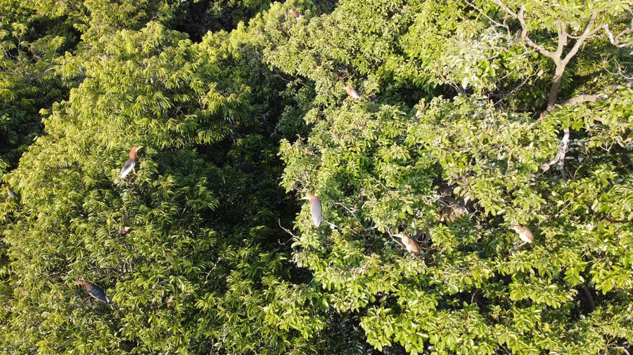 Chim trời đậu trên các ngọn cây trong khu vườn. Ảnh: Phạm Đức Chim trời đậu trên các ngọn cây trong khu vườn. Ảnh: Phạm Đức