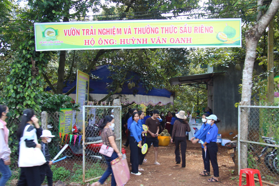 Các trường học đưa học sinh đi thăm quan những vườn sầu riêng mẫu ở huyện Krông Pắk.