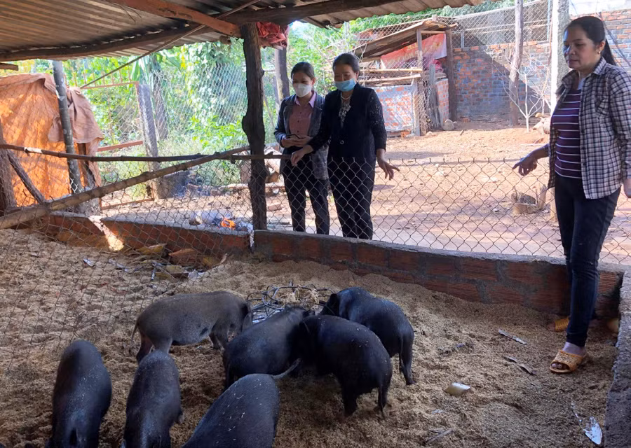 Tham gia tổ hội nghề nghiệp, chị Lê Thị Thu (bìa phải, thị trấn Chư Prông) tích lũy nhiều kiến thức trong chăn nuôi heo rừng lai. Ảnh: Anh Huy
