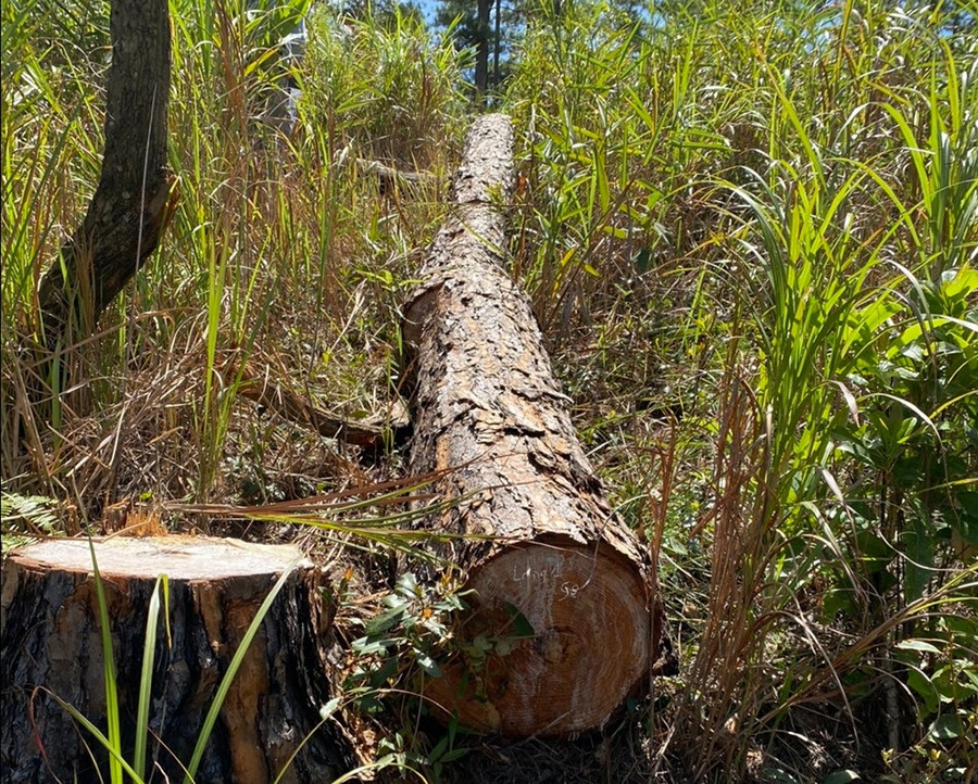 Cơ quan chức năng vẫn đang tích cực điều tra, truy tìm đối tượng phá rừng. Ảnh: A.T