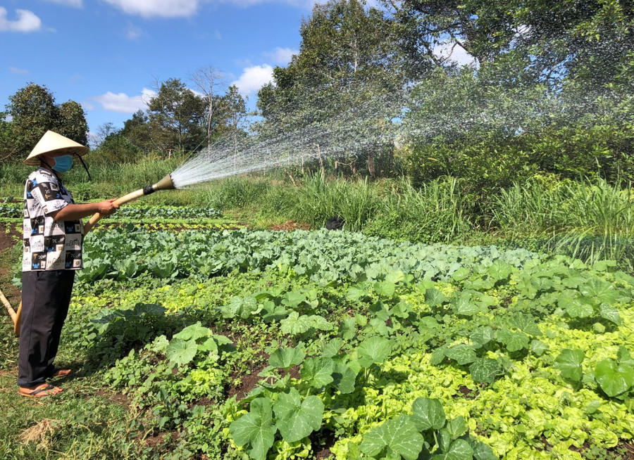 Toàn tỉnh hiện có 345 chi, tổ hội nông dân nghề nghiệp về lĩnh vực trồng trọt. Ảnh: Anh Huy
