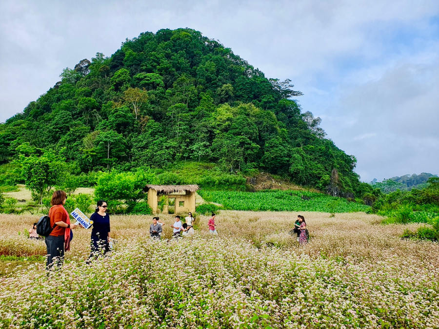 Những cánh đồng hoa tam giác mạch là một trong những điểm nhấn của Hà Giang. Ảnh: V.P Những cánh đồng hoa tam giác mạch là một trong những điểm nhấn của Hà Giang. Ảnh: V.P