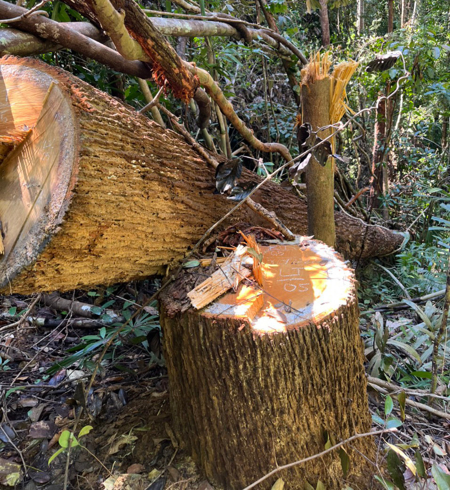 Hiện trường khu vực khai thác gỗ trái phép. Ảnh: PV