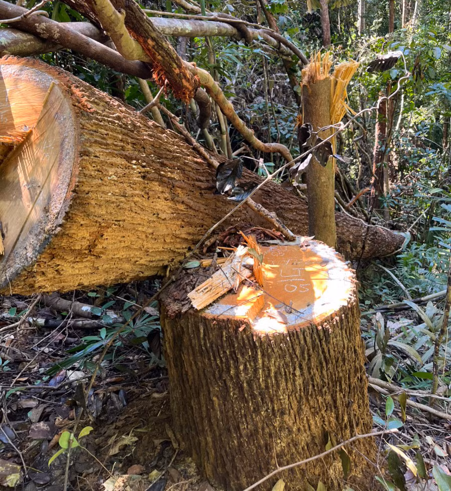 Hiện trường khu vực khai thác gỗ trái phép. Ảnh: PV