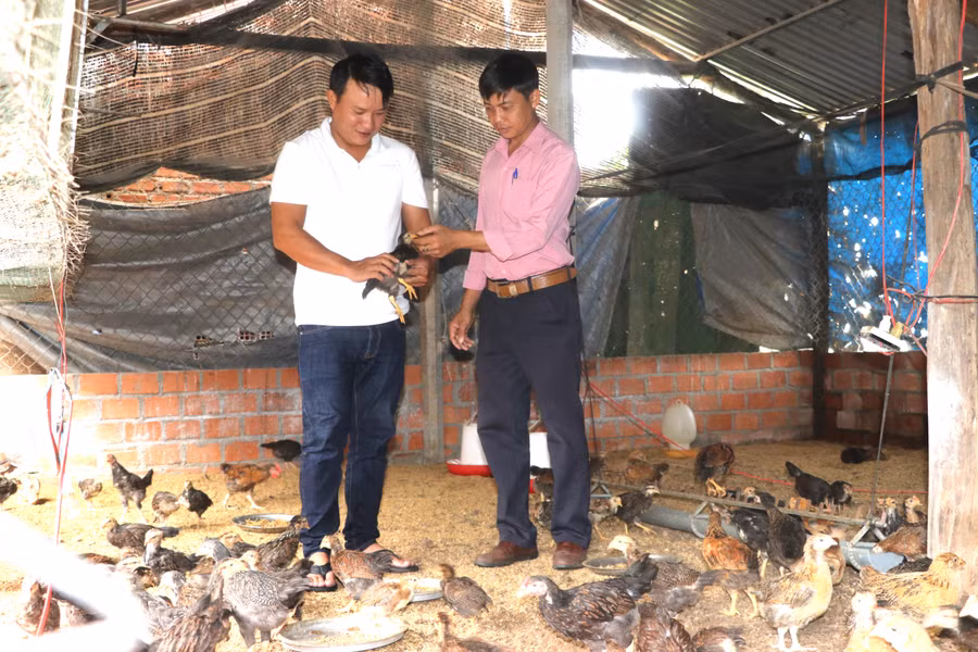 Từ nguồn vốn vay Quỹ HTND, anh Diệp Thế Đồng (bìa phải, phường An Tân, thị xã An Khê) triển khai mô hình nuôi gà cho thu nhập cao. Ảnh: Ngọc Minh