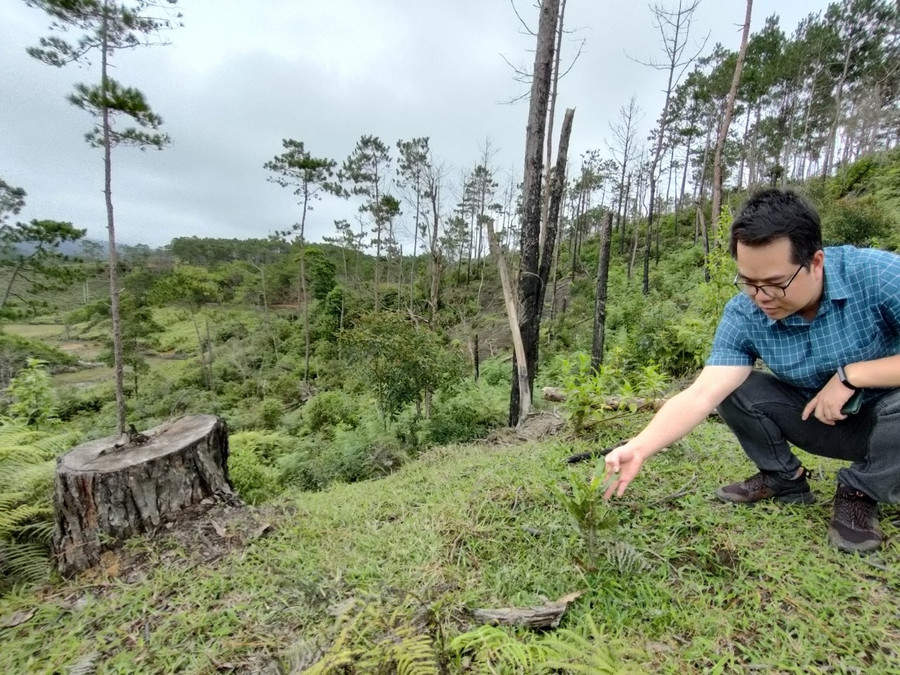 200 ha rừng thông đã bị đánh đổi lấy dự án mắc ca èo uột. Sau 5 năm, cây mắc ca chỉ cao hơn gang tay. Ảnh: Đức Nhật 200 ha rừng thông đã bị đánh đổi lấy dự án mắc ca èo uột. Sau 5 năm, cây mắc ca chỉ cao hơn gang tay. Ảnh: Đức Nhật