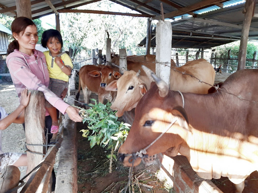 H’Rơnl, cô con gái út của “Vua bò” Ama Doa với đàn bò được cha chia