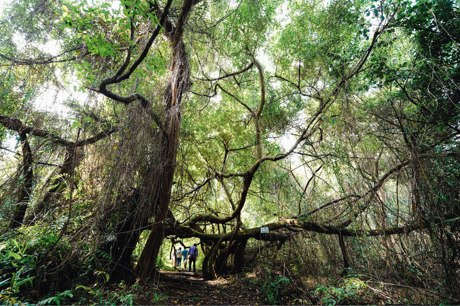 Sân chim Vàm Hồ, nơi du khách có thể khám phá vẻ đẹp tự nhiên của cây cối và chim chóc