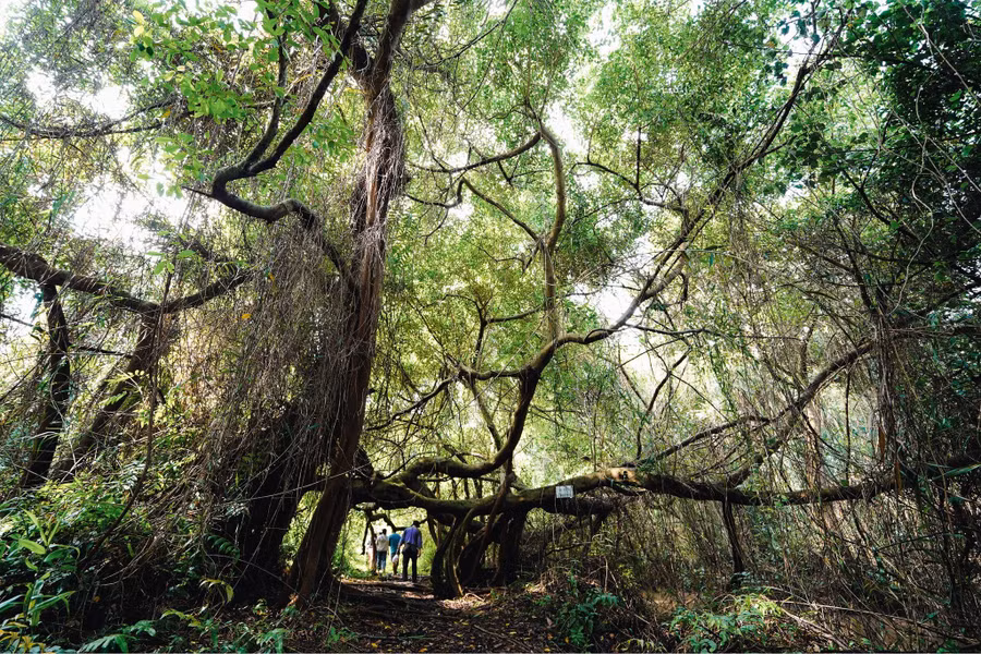  Sân chim Vàm Hồ, nơi du khách có thể khám phá vẻ đẹp tự nhiên của cây cối và chim chóc