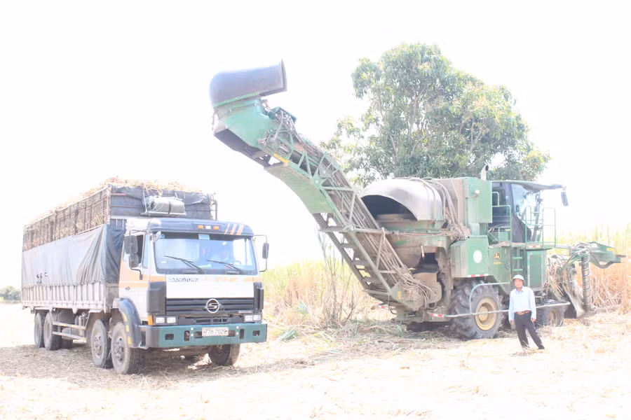 HTX Nông nghiệp Tân Tiến cơ giới hóa trong khâu thu hoạch mía. Ảnh: Nguyễn Diệp