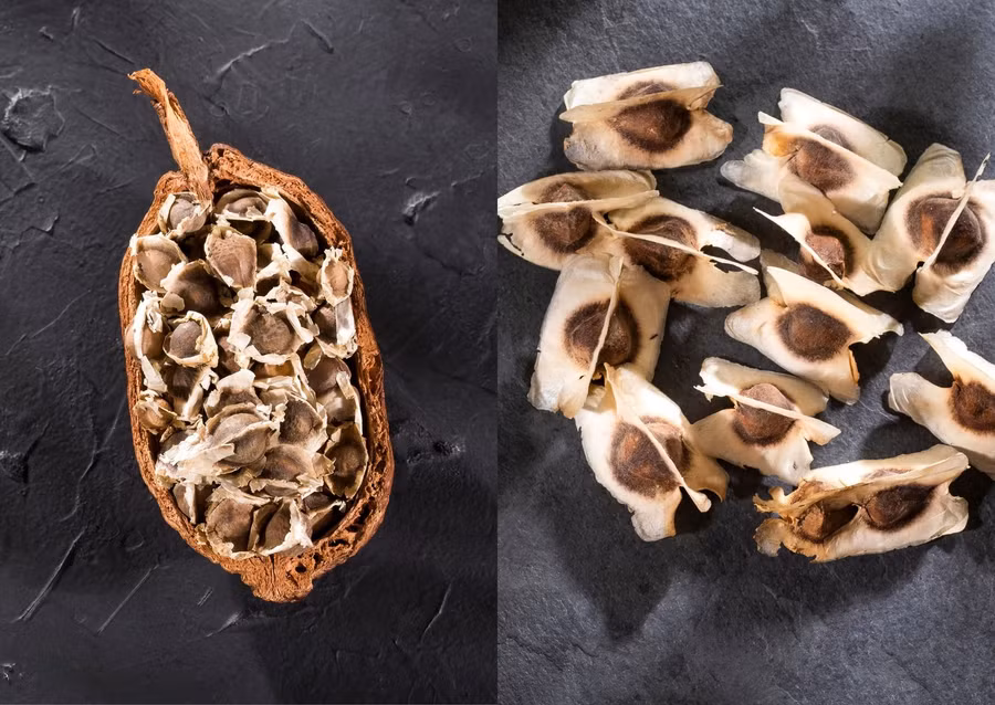 Hạt chùm ngây giúp tăng cường sức khỏe tim mạch. Đồ họa: Doãn Hằng