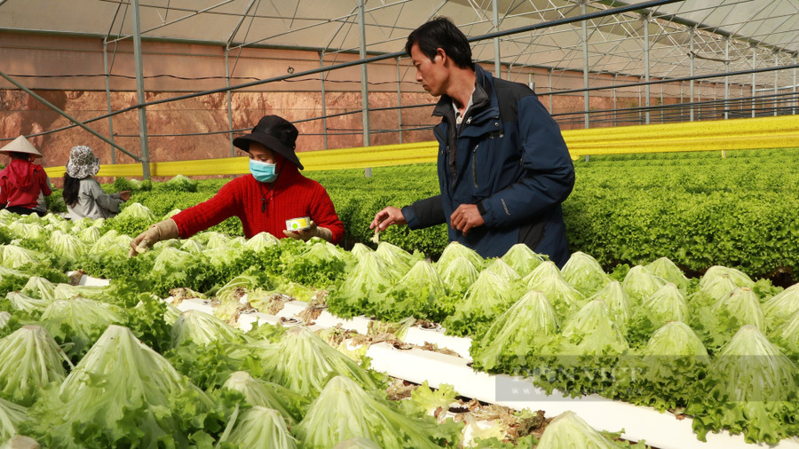 Giá rau củ ở Lâm Đồng hôm nay vẫn khá ổn định sau vụ rau chợ được đội lốt rau VietGAP rồi cung cấp cho siêu thị tại TP.Hồ Chí Minh. Ảnh: Văn Long Giá rau củ ở Lâm Đồng hôm nay vẫn khá ổn định sau vụ rau chợ được đội lốt rau VietGAP rồi cung cấp cho siêu thị tại TP.Hồ Chí Minh. Ảnh: Văn Long.