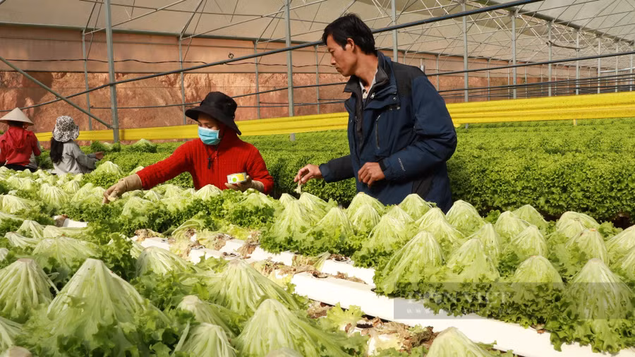 Giá rau củ ở Lâm Đồng hôm nay vẫn khá ổn định sau vụ rau chợ được đội lốt rau VietGAP rồi cung cấp cho siêu thị tại TP.Hồ Chí Minh. Ảnh: Văn Long.