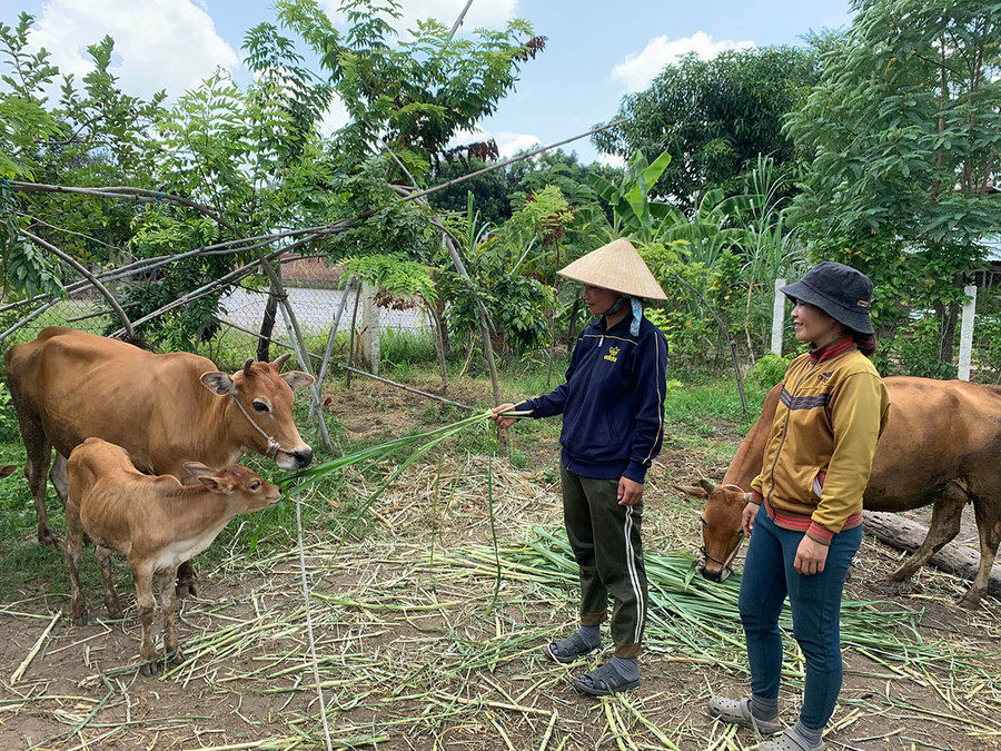 Nhờ được hỗ trợ nguồn vốn từ Quỹ Hỗ trợ nông dân các cấp, Chi hội nghề nghiệp chăn nuôi bò sinh sản buôn Ơi Hly đã phát triển đàn bò, tăng thu nhập. Ảnh: Vũ Chi Nhờ được hỗ trợ nguồn vốn từ Quỹ Hỗ trợ nông dân các cấp, Chi hội nghề nghiệp chăn nuôi bò sinh sản buôn Ơi Hly đã phát triển đàn bò, tăng thu nhập. Ảnh: Vũ Chi