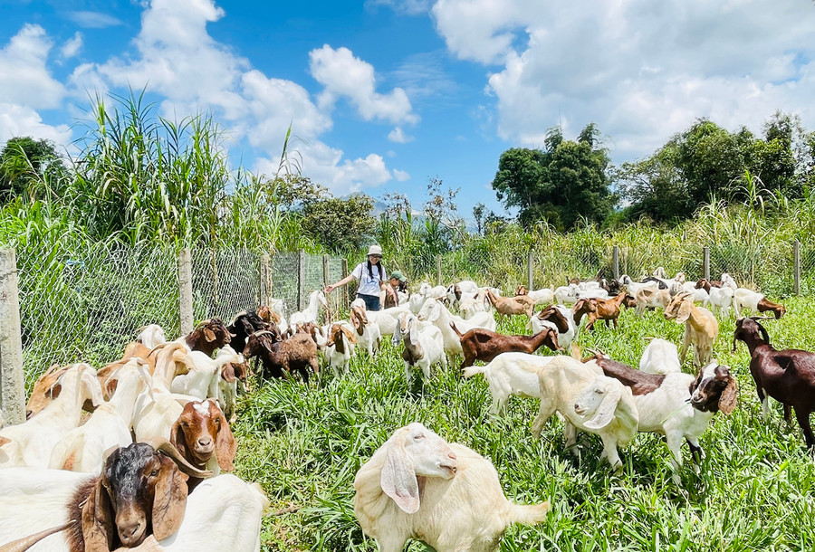 Du khách có thể vào tận vườn để trải nghiệm các công đoạn chăm sóc dê. Ảnh Mai Ka Du khách có thể vào tận vườn để trải nghiệm các công đoạn chăm sóc dê. Ảnh Mai Ka