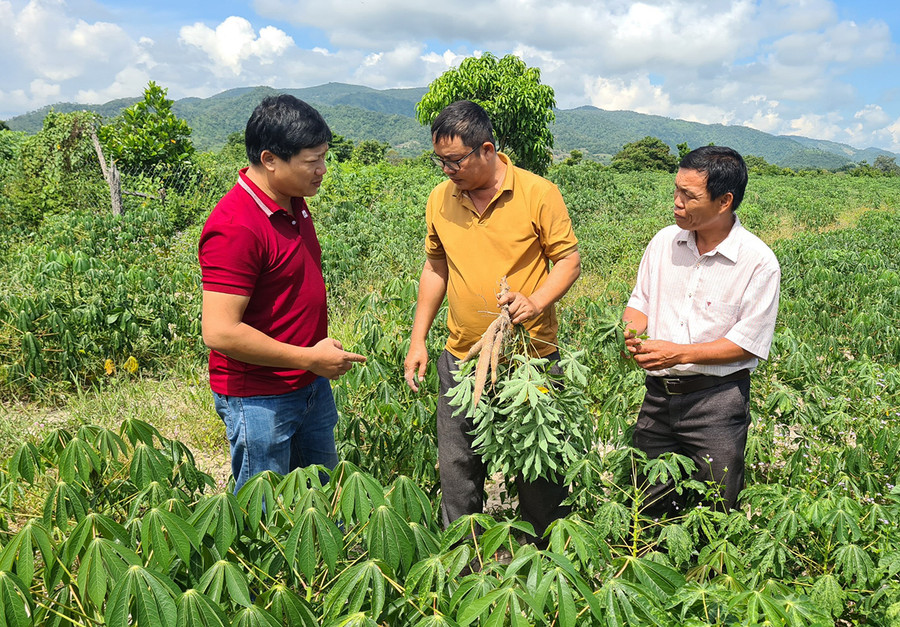 Lãnh đạo Trung tâm Dịch vụ Nông nghiệp huyện kiểm tra diện tích mì bị nhiễm bệnh khảm lá vi rút tại xã Ia Rmok. Ảnh: Ngọc Sang Lãnh đạo Trung tâm Dịch vụ nông nghiệp huyện kiểm tra diện tích mì bị nhiễm bệnh khảm lá vi rút tại xã Ia Rmok. Ảnh: Ngọc Sang
