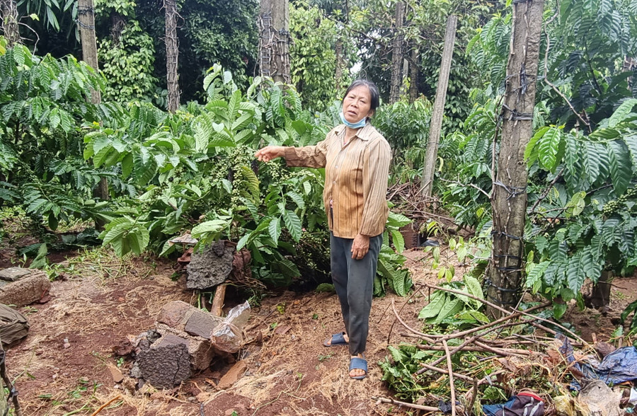 Bà Lê Thị Mỳ (thôn Cây Điệp, xã Kdang) buồn rầu bên vườn cây của gia đình. Ảnh: Hà Phương