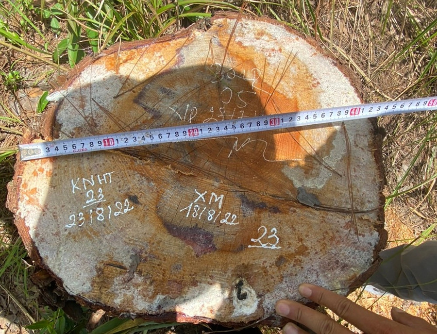 Số thông bị cưa hạ có đường kính gốc từ 31 - 46 cm. Ảnh: A.T