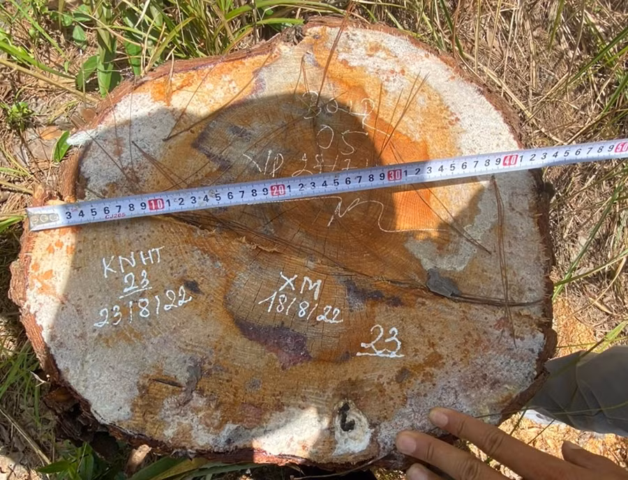 Số thông bị cưa hạ có đường kính gốc từ 31 - 46 cm. Ảnh: A.T