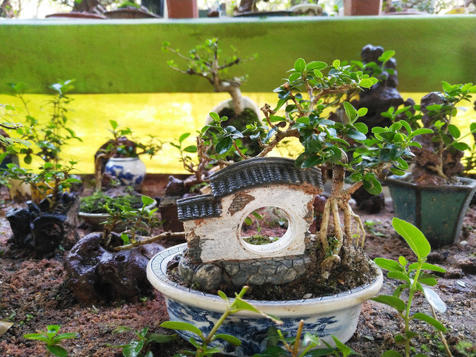Theo đó, bộ sưu tập cây cảnh bonsai và tiểu cảnh mini của ông Phúng có tổng cộng hơn 5.600 cây. Ảnh: Người lao động