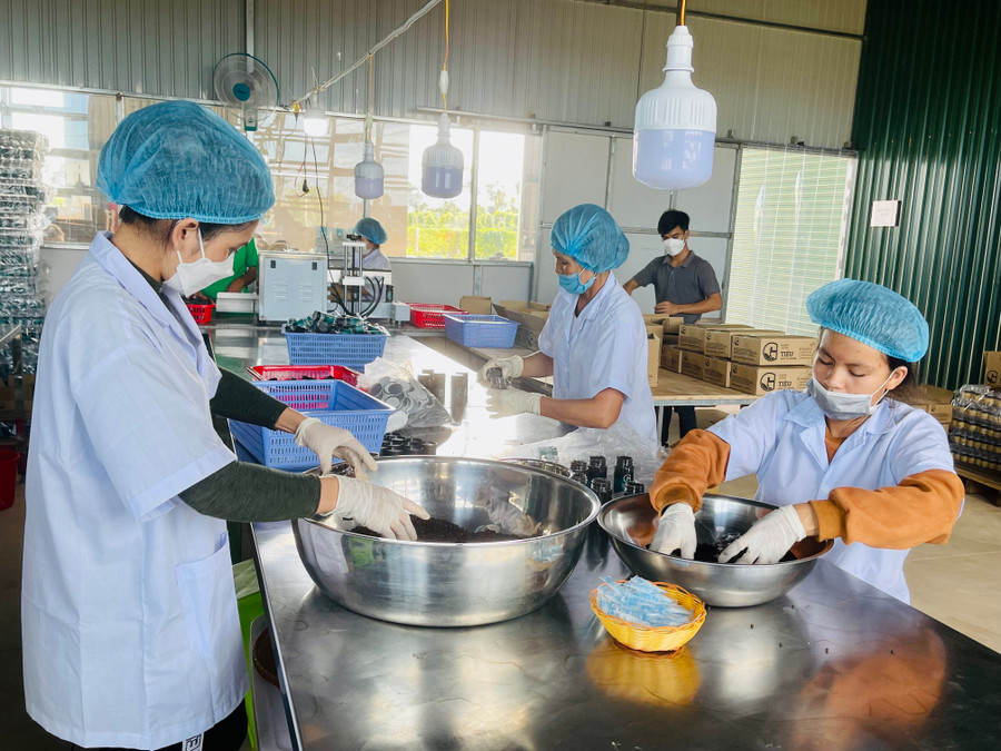 Nhiều HTX đã biết ứng dụng công nghệ số vào sản xuất kinh doanh để giảm chi phí, tăng hiệu quả kinh tế. Ảnh: Vũ Thảo