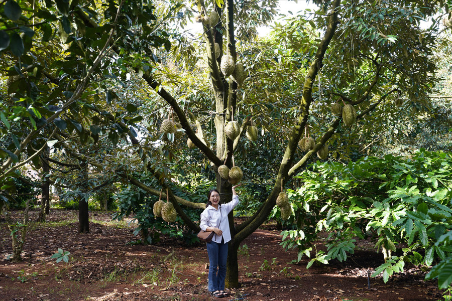 Du khách thích thú khi được chụp hình trong những vườn sầu riêng trĩu quả.