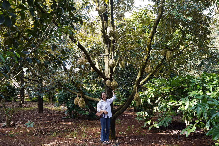 Du khách thích thú khi được chụp hình trong những vườn sầu riêng trĩu quả.