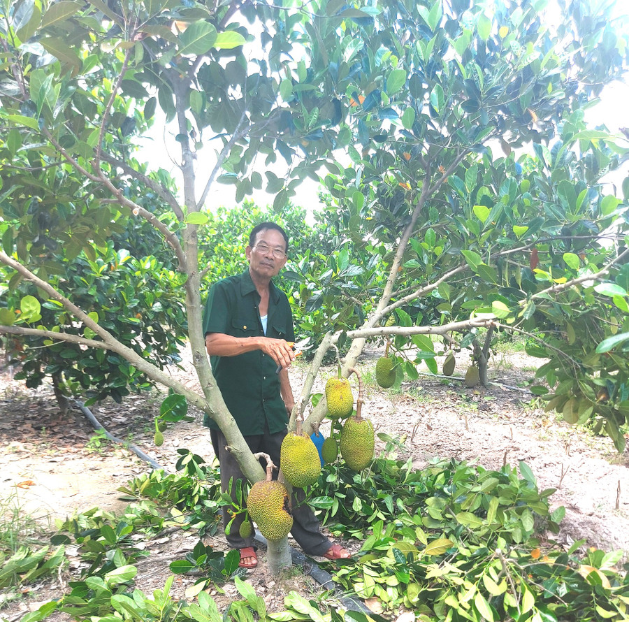 Ông Hoàn dành nhiều diện tích trồng cây ăn quả để có thu nhập. Ảnh: Nhật Hào