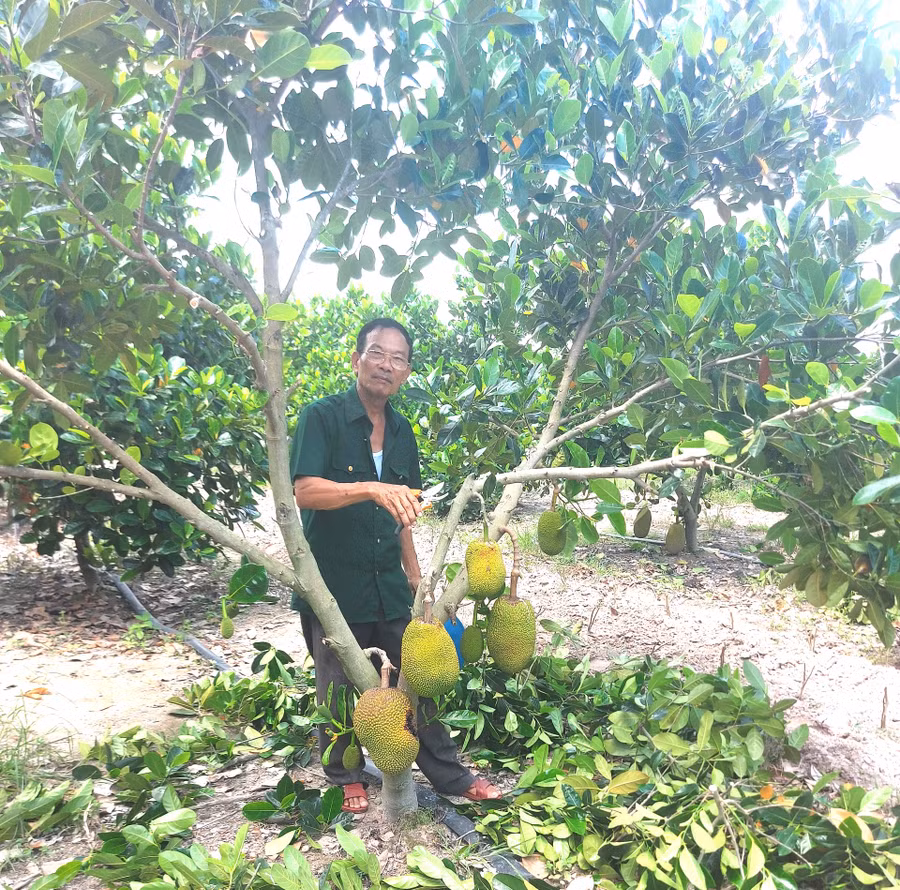 Ông Hoàn dành nhiều diện tích trồng cây ăn quả để có thu nhập. Ảnh: Nhật Hào