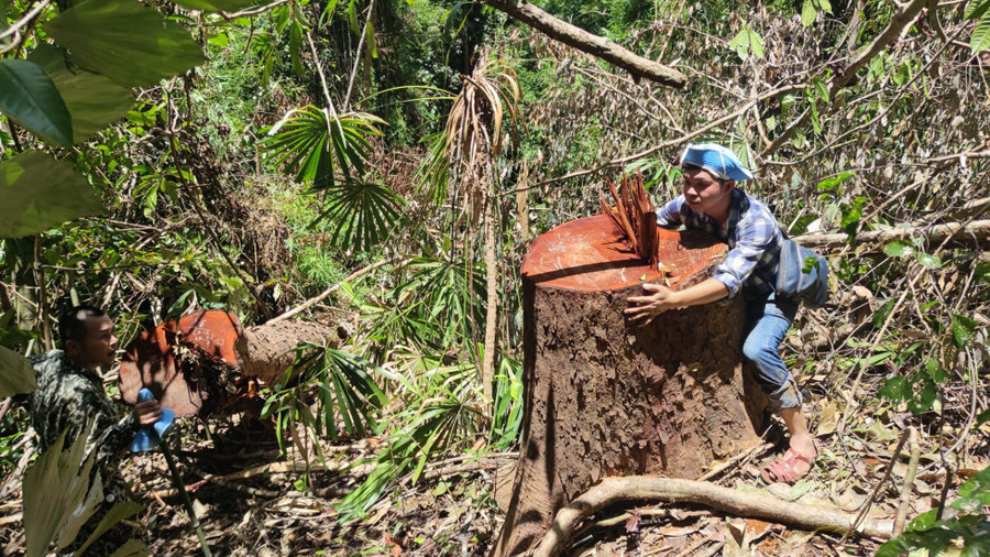 Một cây gỗ lớn bị triệt hạ. Ảnh: T.T