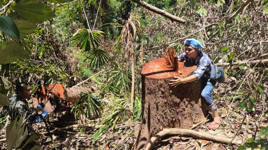 Một cây gỗ lớn bị triệt hạ. Ảnh: T.T