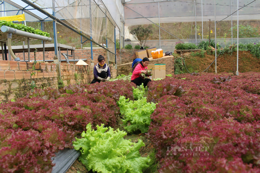 Sau vụ việc rau chợ được đội lốt rau VietGAP rồi cung cấp cho siêu thị tại TP.Hồ Chí Minh, Hợp tác xã Tân tiến đã tiến hành kiểm tra lại các chứng nhận VietGAP của các thành viên, hộ liên kết. Ảnh: Văn Long  Sau vụ việc rau chợ được đội lốt rau VietGAP rồi cung cấp cho siêu thị tại TP.Hồ Chí Minh, Hợp tác xã Tân tiến đã tiến hành kiểm tra lại các chứng nhận VietGAP của các thành viên, hộ liên kết. Ảnh: Văn Long