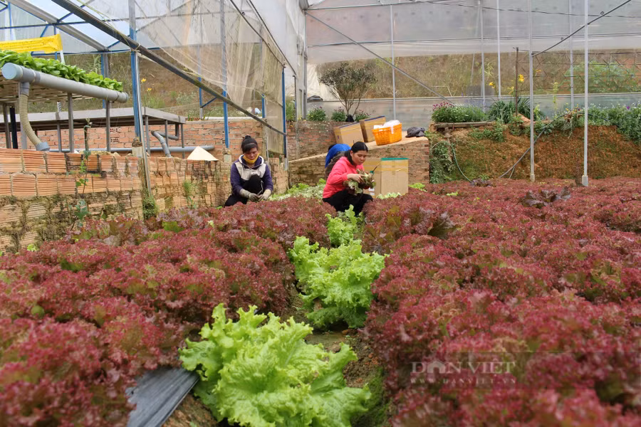  Sau vụ việc rau chợ được đội lốt rau VietGAP rồi cung cấp cho siêu thị tại TP.Hồ Chí Minh, Hợp tác xã Tân tiến đã tiến hành kiểm tra lại các chứng nhận VietGAP của các thành viên, hộ liên kết. Ảnh: Văn Long