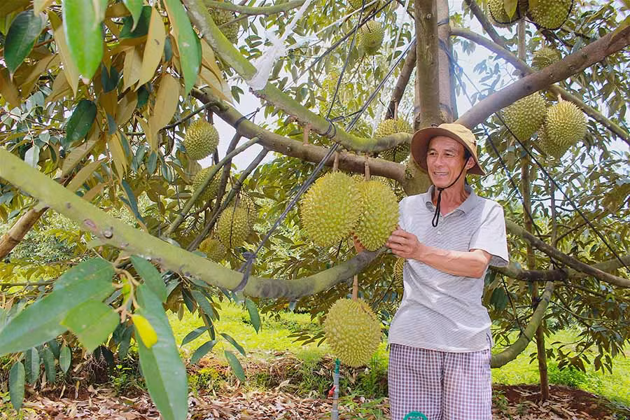 Ông Nhung phấn khởi bên vườn sầu riêng trĩu quả. Ảnh: M.T